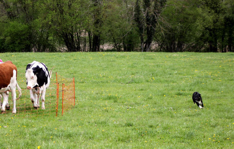 border collie dans l'ain