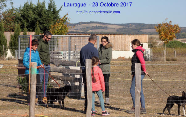 Dressage de chiens de bergers.