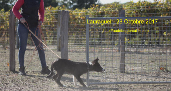 Elevage de Border collies