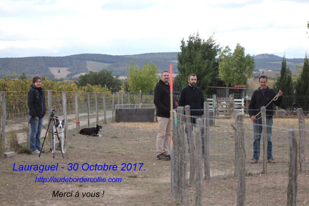 Border collie en Charente