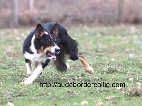 Border collie tricolore