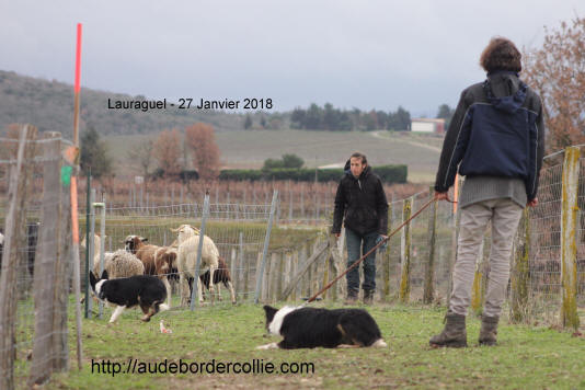 Dressage de chiens de bergers