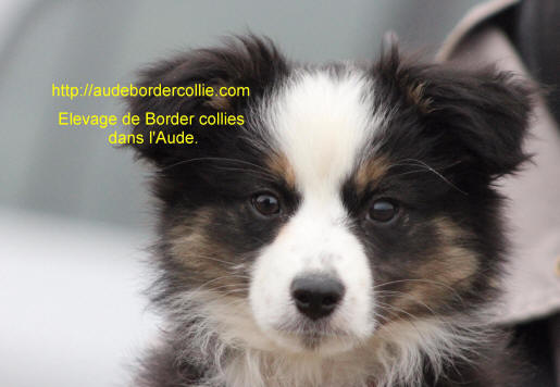 Chiot Border collie  vendre