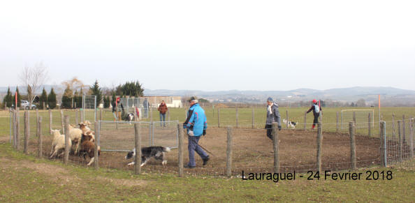 Entrainement de chiens de bergers