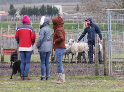 Stage de dressage de chiens de berger