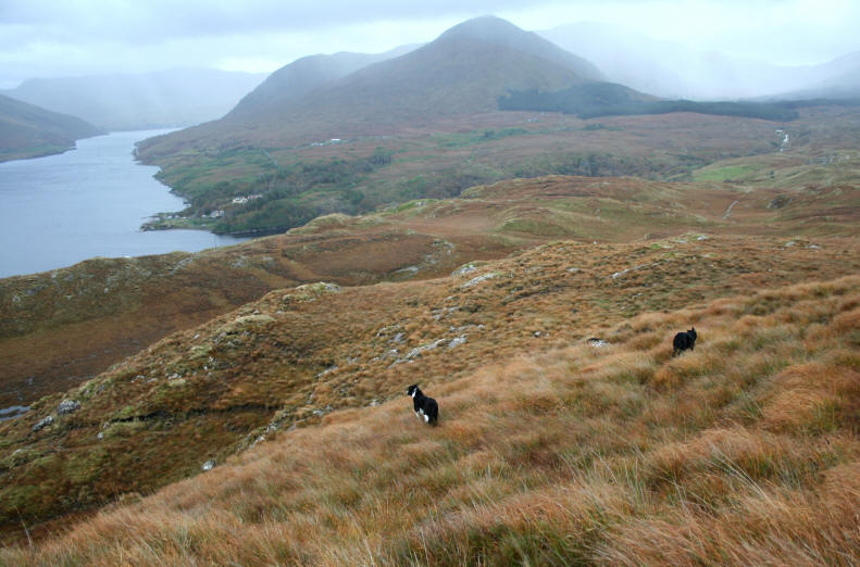 Irlande Border collie